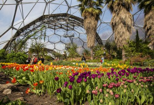 Tulips growing in Mediterranean Biome at Eden Project